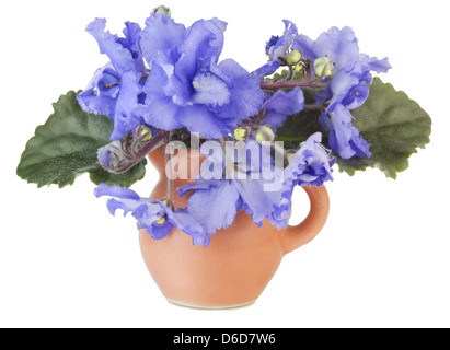 Dolci violette blu in una piccola brocca Foto Stock