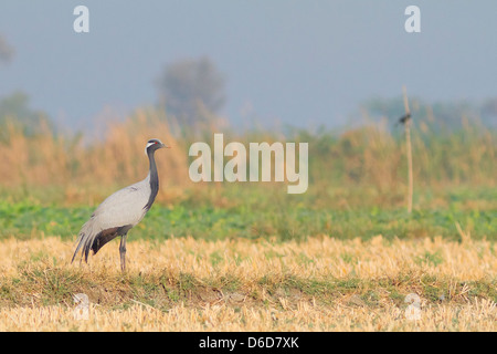 Demoiselle gru (Anthropoides virgo) in un campo in Gujarat, India Foto Stock