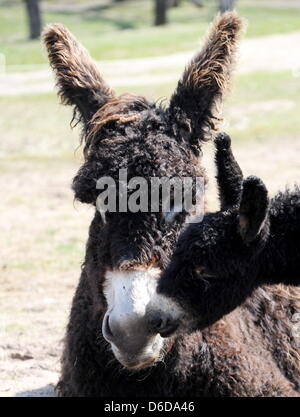 Poitou asino un altro oggetto 'd'Artagnan' sorge accanto a sua madre 'Ulotte du Breuil' a Arche parco animale a Warder, Germania, 16 aprile 2013. La baby donkey è nato il 29 marzo 2013. Suo padre 'De Gualle' morto poco prima della sua nascita. Ci sono solo circa 500 pedigree esempi di questo Francese di razza di asino in tutto il mondo. Foto: CARSTEN REHDER Foto Stock