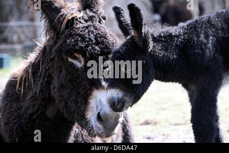 Poitou asino un altro oggetto 'd'Artagnan' sorge accanto a sua madre 'Ulotte du Breuil' a Arche parco animale a Warder, Germania, 16 aprile 2013. La baby donkey è nato il 29 marzo 2013. Suo padre 'De Gualle' morto poco prima della sua nascita. Ci sono solo circa 500 pedigree esempi di questo Francese di razza di asino in tutto il mondo. Foto: CARSTEN REHDER Foto Stock