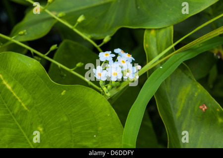 Myosotis arvense, dimenticare-me-poveri in una foresta in Massachusetts orientale Foto Stock