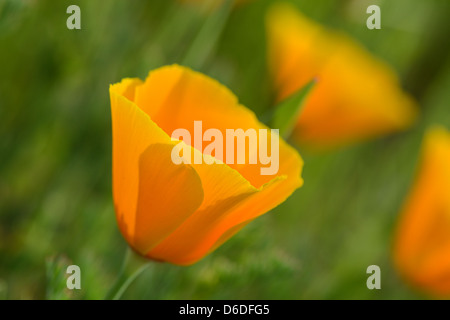 California Orange Poppy Macro Close Up Foto Stock