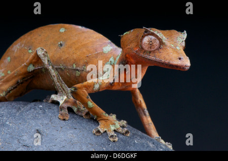 Foglia satanico-tailed gecko / Uroplatus fantastico Foto Stock