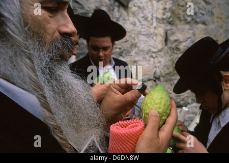 Gli ebrei haredi controllano la presenza di difetti nei frutti gialli del citrone prima di acquistarli e usarli nella preghiera cerimoniale durante la Festa Sukkot dei Tabernacoli nel quartiere di Mea Shearim, un'enclave ultra-ortodossa a Gerusalemme Ovest in Israele Foto Stock