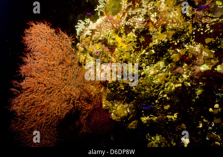 Gorgonie rosse,Paramuricea sp,Mare Rosso Giugno 1988 subacquea conversioni di scorrimento,l'Egitto,Penisola del Sinai,Sudan barca safari Diving Foto Stock