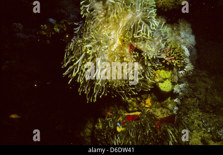 Anemonefish,Amphiprion bicinctus,Mare Rosso Giugno 1988 scorrere le conversioni, Egitto,Penisola del Sinai,Sudan barca safari Diving Foto Stock