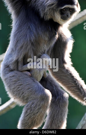 Un bambino gibbon argenteo giace sul grembo di sua madre Pangrango (età 15) presso lo zoo di Hellabrunn di Monaco di Baviera, Germania, il 14 settembre 2012. Il bambino primate è nato il 19 agosto 2012, dopo sette mesi di gravidanza. Foto: Frank Leonhardt Foto Stock