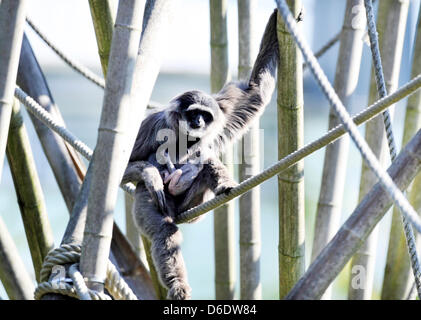 Un bambino gibbon argenteo detiene a sua madre Pangrango (età 15) presso lo zoo di Hellabrunn di Monaco di Baviera, Germania, il 14 settembre 2012. Il bambino primate è nato il 19 agosto 2012, dopo sette mesi di gravidanza. Foto: FRANK LEONHARDT Foto Stock