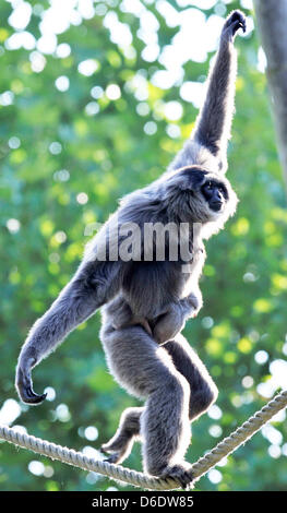 Un bambino gibbon argenteo detiene a sua madre Pangrango (età 15) presso lo zoo di Hellabrunn di Monaco di Baviera, Germania, il 14 settembre 2012. Il bambino primate è nato il 19 agosto 2012, dopo sette mesi di gravidanza. Foto: FRANK LEONHARDT Foto Stock