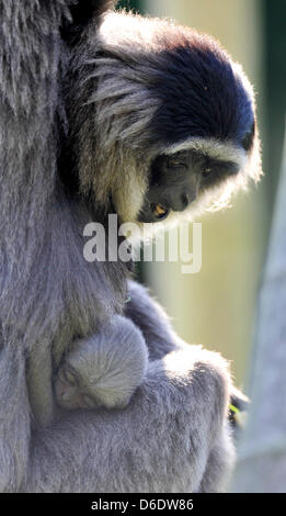 Un bambino gibbon argenteo detiene a sua madre Pangrango (età 15) presso lo zoo di Hellabrunn di Monaco di Baviera, Germania, il 14 settembre 2012. Il bambino primate è nato il 19 agosto 2012, dopo sette mesi di gravidanza. Foto: FRANK LEONHARDT Foto Stock