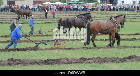 Gli agricoltori aratro una linea retta durante il 2° est campionati tedeschi in a cavallo il aratura alla nona villaggio e harvest festival nel Brandeburgo in Muckwar, Germania, 15 settembre 2012. La 159 villaggio I residenti si aspettano più di 25.000 persone per il festival. Foto: Bernd Settnik Foto Stock