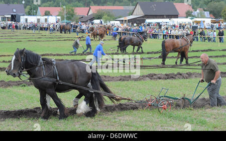 Gli agricoltori aratro una linea retta durante il 2° est campionati tedeschi in a cavallo il aratura alla nona villaggio e harvest festival nel Brandeburgo in Muckwar, Germania, 15 settembre 2012. La 159 villaggio I residenti si aspettano più di 25.000 persone per il festival. Foto: Bernd Settnik Foto Stock