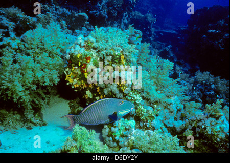 Bicolor pesci pappagallo,Cetoscarus bicolor,Mare Rosso Giugno 1988 scorrere le conversioni, Egitto,Penisola del Sinai,Sudan barca safari Diving Foto Stock