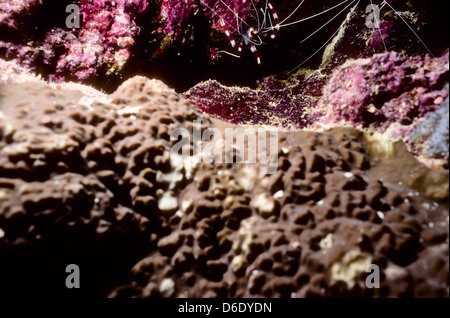 Detergente miscelato gamberetti,Stenopus hispidus,Mare Rosso Giugno 1988 conversioni di scorrimento,l'Egitto,Penisola del Sinai,Sudan barca safari Diving Foto Stock