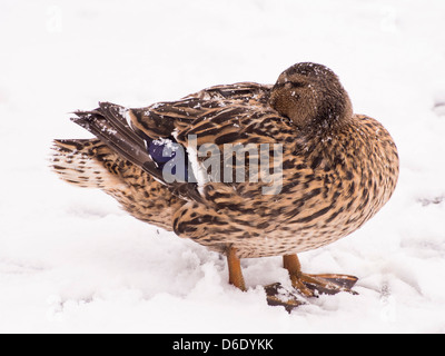 Una femmina di germano reale (Anas platyrhynchos) nella neve sulle rive del lago di Windermere, Ambleside, Lake District, UK. Foto Stock