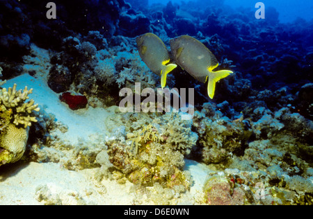 Coppia di pesci Coniglio Coniglio,come bocche,Mare Rosso Dec 1986 scorrere le conversioni, Egitto,Penisola del Sinai,Sudan barca safari Diving Foto Stock