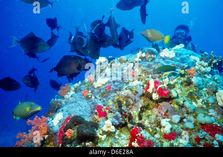 Nero pesce chirurgo,Acanthurus nigricans,Mare Rosso Giugno 1988 scorrere le conversioni, Egitto,Penisola del Sinai,Sudan Safari immersioni dalla barca, Foto Stock