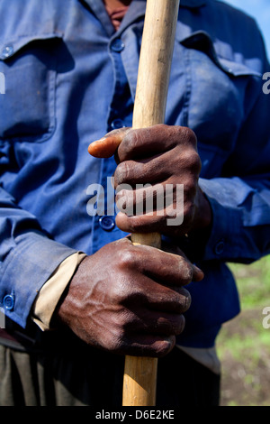 Agricoltura, agricoltori, contadini, il popolo cubano e gli uomini al lavoro in campo di fattoria. ANAP cooperativa in Guines, Cuba. Close-up delle mani Foto Stock