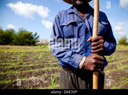 Agricoltura, agricoltori, contadini, il popolo cubano e gli uomini al lavoro in campo di fattoria. ANAP cooperativa in Guines, Cuba. Close up delle mani Foto Stock