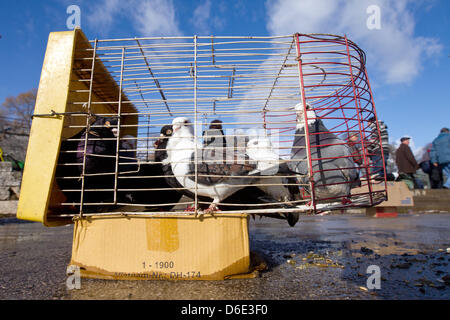 I piccioni sono tenuti in una gabbia per la vendita su un mercato in Nis, Serbia, 14 gennaio 2012. Nis è la seconda città più grande in Serbia con circa 235 000 abitanti. Foto: Jens Wolf Foto Stock