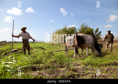 ANAP cooperativa agraria a Guines, Cuba. Agricoltura con agricoltori, contadini, persone e uomini al lavoro nei campi agricoli. Aratro a buoi Foto Stock