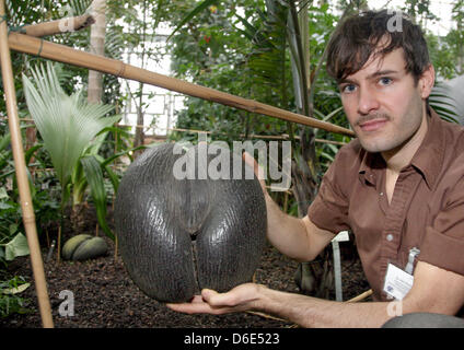 Il seme di Coco de Mer palm, il cosiddetto Seychelles dado, è presentato dal botanico Nils Koester presso la serra tropicale del Giardino Botanico di Berlino, Germania, 19 gennaio 2012. Le rare specie di palme Lodoicea maldivica ha i semi più grandi nel regno vegetale ed è solo ancora trovato su due isole delle Seychelles. Il Giardino Botanico conseguito la prima semina in più Foto Stock