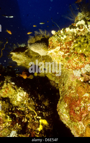 Lunghe ganasce pesce scoiattolo,Sargocentron spiniferum,Mare Rosso Dec 1986 conversioni di scorrimento,l'Egitto,Penisola del Sinai,Sudan Immersioni subacquee Foto Stock