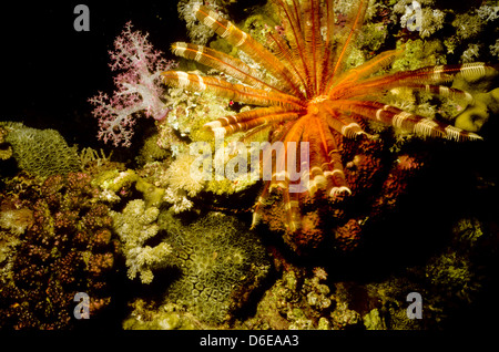 Klunzinger's fetherstar,Lamprometra Kluningera,Mare Rosso Giugno 1988 conversioni di scorrimento,l'Egitto,Penisola del Sinai,Sudan Diving Safari Foto Stock