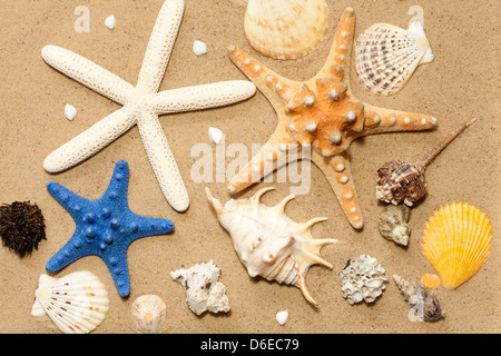 Conchiglie e stelle marine sulla spiaggia su sfondo sabbia abstract Foto Stock