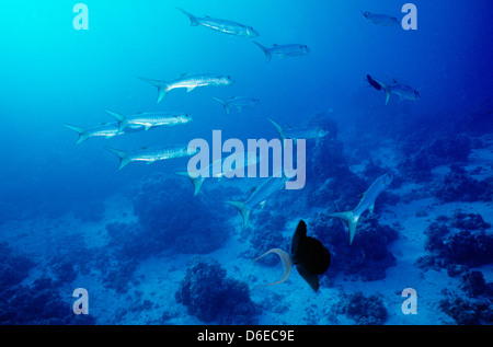 Blackfin Barracuda,Sphyraena quenie,Mare Rosso Giugno 1988 scorrere le conversioni, Egitto,Penisola del Sinai,Sudan Safari immersioni dalla barca, Foto Stock