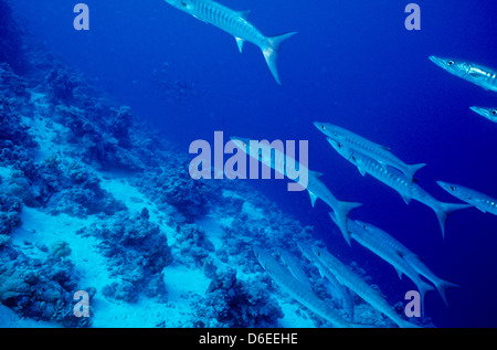 Blackfin Barracuda,Sphyraena quenie,Mare Rosso Giugno 1988 scorrere le conversioni, Egitto,Penisola del Sinai,Sudan Safari immersioni dalla barca, Foto Stock