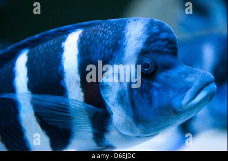 Un Cyphotilapia frontosa nuota nel suo serbatoio all'Acquario di Berlino Zoo di Berlino in Germania, 03 febbraio 2012. Alltogether undici nuovi Cyphotilapia frontosa sono state prese a lo zoo di Berlino. Il pesce è endemica al Lago Tanganica in Africa. Foto: Sebastian Kahnert Foto Stock