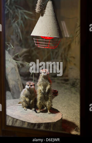 Diversi meerkats sostare al di sotto di un riscaldamento della lampada a infrarossi allo zoo di Schwerin, Germania, 03 febbraio 2012. Al momento, lo zoo in Schwerin è rispondere alle temperature di ghiaccio con riscaldamento confezionato per le scimmie, olio crema sulle orecchie di elefante e formazione di ghiaccio per il pinguins. Foto: Jens BUETTNER Foto Stock