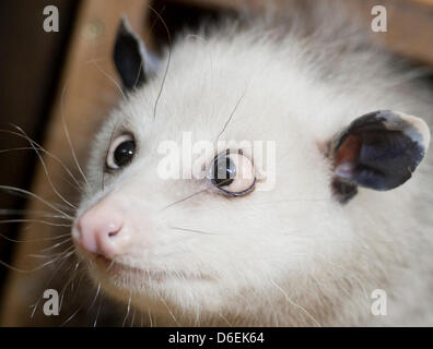 (FILE) un archivio foto datata 14 dicembre 2010 mostra strizzare gli occhi Opposum Heidi nel suo recinto allo zoo di Lipsia, in Germania. Heidi non può essere ripieni come originariamente previsto con il suo strabismo che ha affascinato il popolo. Foto: Hendrik Schmidt Foto Stock