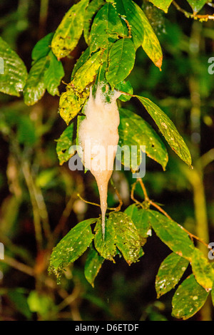Il nido di schiuma di Wallace's Flying Frog è appeso a un albero al di sopra di un piccolo laghetto in cui la caduta di girini di Danum Valley Borneo Foto Stock