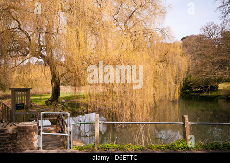 Salici piangenti a strapiombo sul fiume Wey fluente attraverso la campagna del Surrey appena al di fuori di Farnham Surrey UK Foto Stock