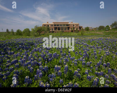 George W Bush Presidential Library xiii Presidential Library. 14 acri comprende un 15 acri di parco dedicato al Texas fiori selvatici e piante native. Fiore di stato, Texas Bluebonnet, fiorisce in marzo-aprile. Foto Stock