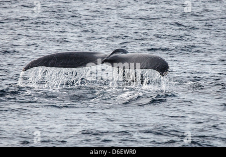 Pinna di coda di un Humpback Whale Megaptera novaeangliae trasformando in un tuffo al largo della costa della Dominica West Indies Foto Stock