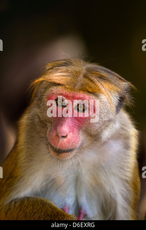 Toque Macaque Macaca sinica sinica ritratto di donna Foto Stock