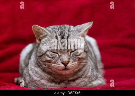 Berlino, Germania, sleeping cat Foto Stock