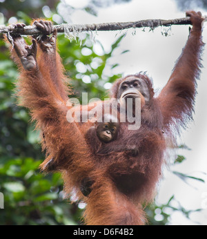 Un Orango Tango madre con il suo bambino aggrappato al suo capelli a Sepilok Orangutan Centro di riabilitazione a Sabah Borneo Foto Stock