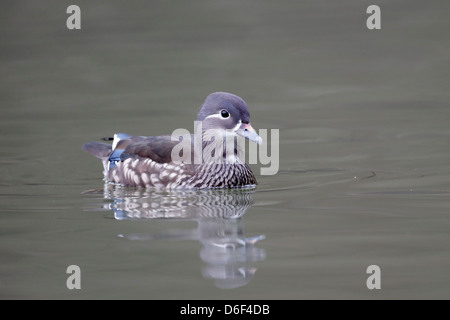 Anatra di mandarino, Aix galericulata, unica donna sull'acqua, Warwickshire, Marzo 2013 Foto Stock