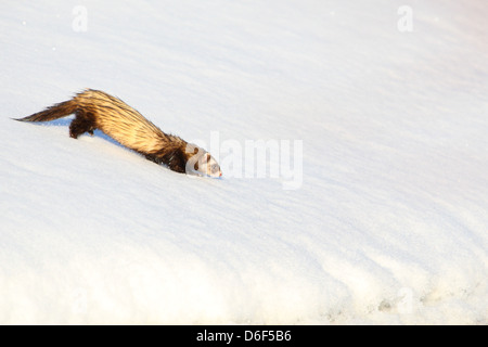 Wild Polecat europea, Mustela putorius. Europa Foto Stock