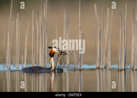 Svasso maggiore (Podiceps cristatus) con materiale di nido, Europa Foto Stock