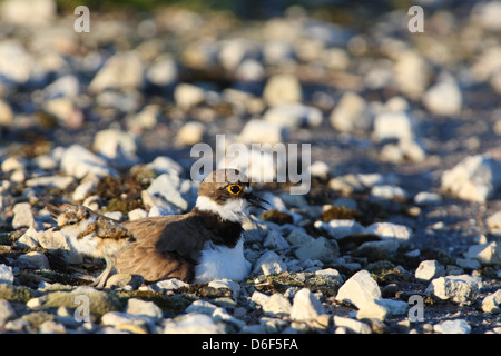 Poco inanellato Plover (Charadrius dubius) con un pulcino, seduta sul nido. Europa Foto Stock
