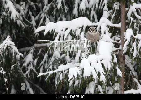 Wild Northern Hawk Owl appollaiato sulla coperta di neve abete. Europa Foto Stock