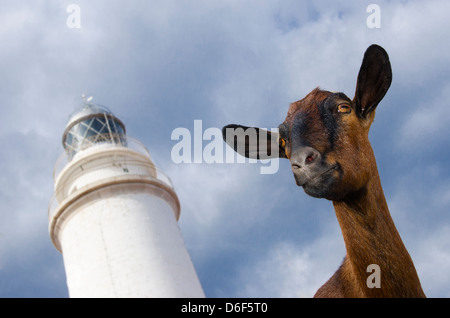 Close up di capra e il Cap de Formentor faro, sul punto più settentrionale dell'isola delle Baleari di Maiorca. Foto Stock