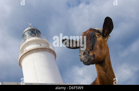 Close up di capra e il Cap de Formentor faro, sul punto più settentrionale dell'isola delle Baleari di Maiorca. Foto Stock