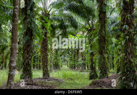 Interno di un olio di palma plantation Sabah Borneo una monocoltura della palma Elacis Guineensis coltivate per il suo olio ricchi frutti Foto Stock