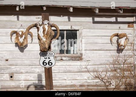 Un scull appeso su un palo, Route 66 in Hackberry, Arizona, Stati Uniti d'America Foto Stock